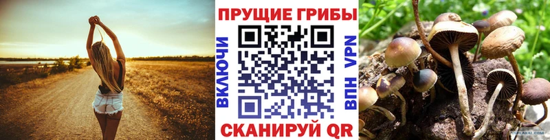купить   Безенчук  Псилоцибиновые грибы Psilocybe 